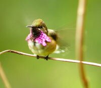 Wine-throated Humminbird